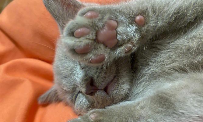 蓝猫毛色好的关键（为了使蓝猫拥有绚丽的毛色，药物是关键）