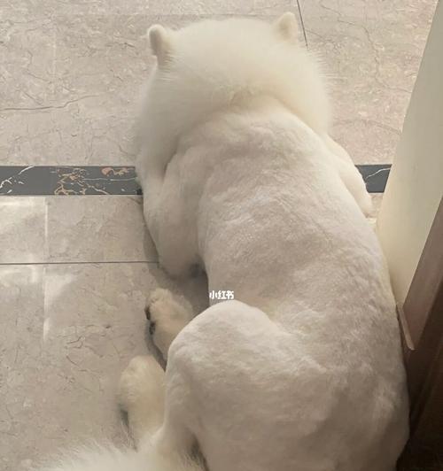 细狗的饮食之道（了解细狗的饮食需求，让它健康成长）