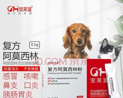 狗狗喉咙发炎该吃什么消炎药？（了解狗狗喉咙发炎症状及治疗方法）
