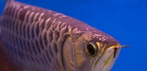以50厘米缸养什么鱼？（适合小空间的迷你水族馆及其养鱼建议）