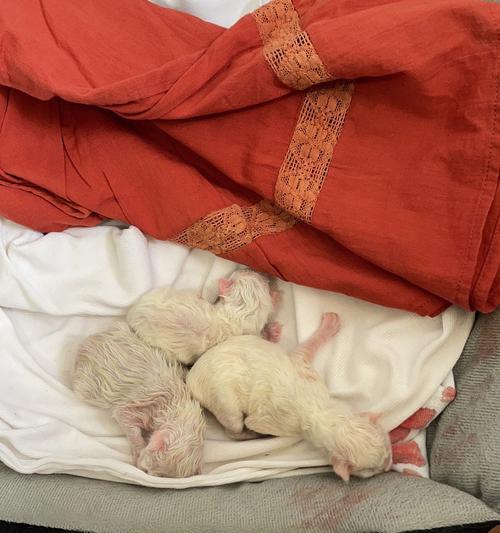 母猫为什么会舔宝宝？（探索母猫舔宝宝的原因与意义）