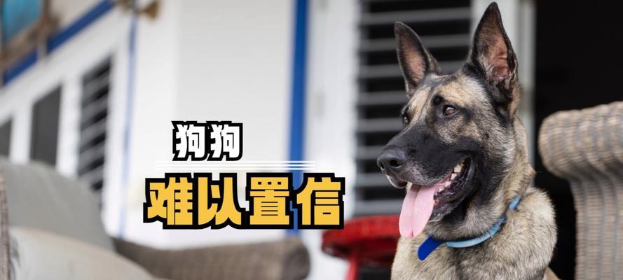恐怖的外貌下，唐獒成为最吓人的犬种（揭开唐獒的神秘面纱，探索其吓人之处）
