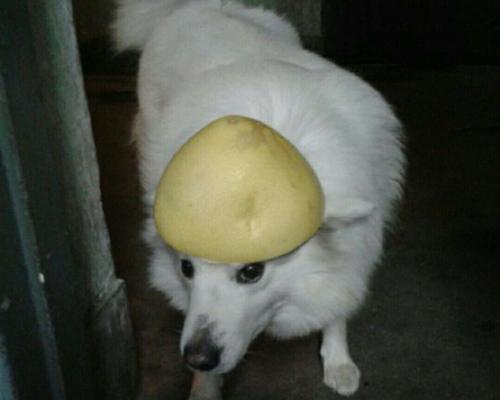 狗狗的饮食与生长——为什么狗吃什么不长高？（解析狗狗的饮食与生长关系，了解狗狗健康成长的秘密。）