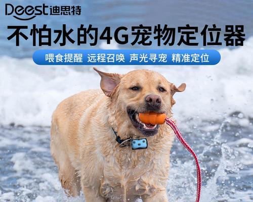 如何防止狗狗丢失？（有效措施保护你的爱宠不走失）