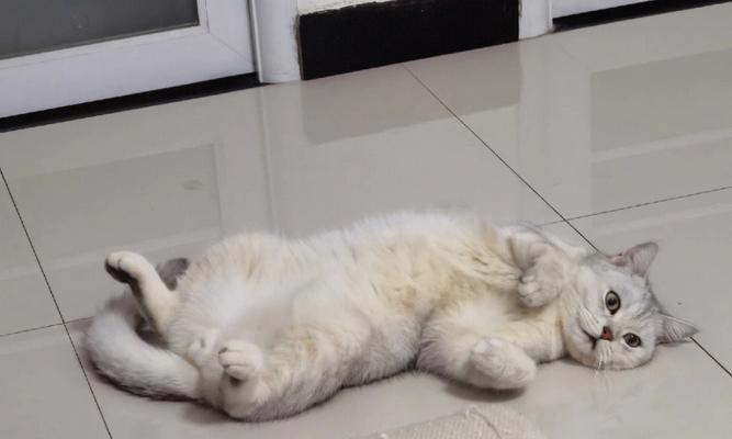 猫咪剃毛指南（如何为猫咪提供舒适的剃毛体验）