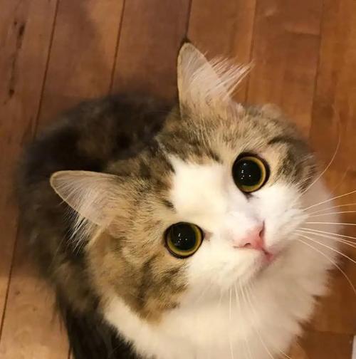 2个月大的猫宝宝的饮食指南（全面了解适合2个月大猫宝宝的营养需求与食物选择）