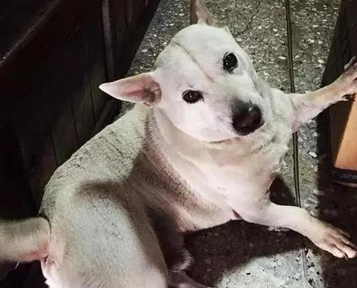 母犬流产的原因和症状（了解母犬流产的表现及预防措施）