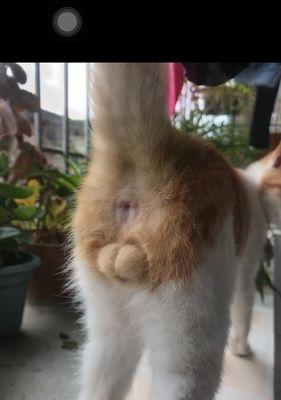 母猫交配后的注意事项（为宝宝健康成长，母猫的保健之道）