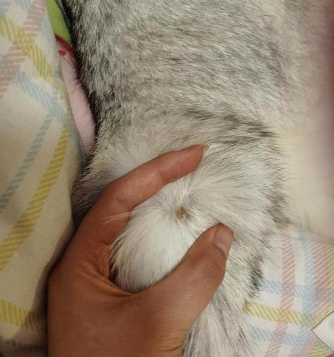 家猫尾吧烂（了解家猫尾吧烂的病因、症状和治疗方法）