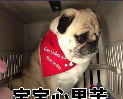 狗狗牙龈萎缩的治疗方法及药物推荐（了解狗狗牙龈萎缩的症状和原因，选择合适的药物治疗）