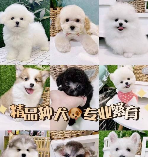比熊与贵宾犬的完美配种之旅（当比熊遇见贵宾）