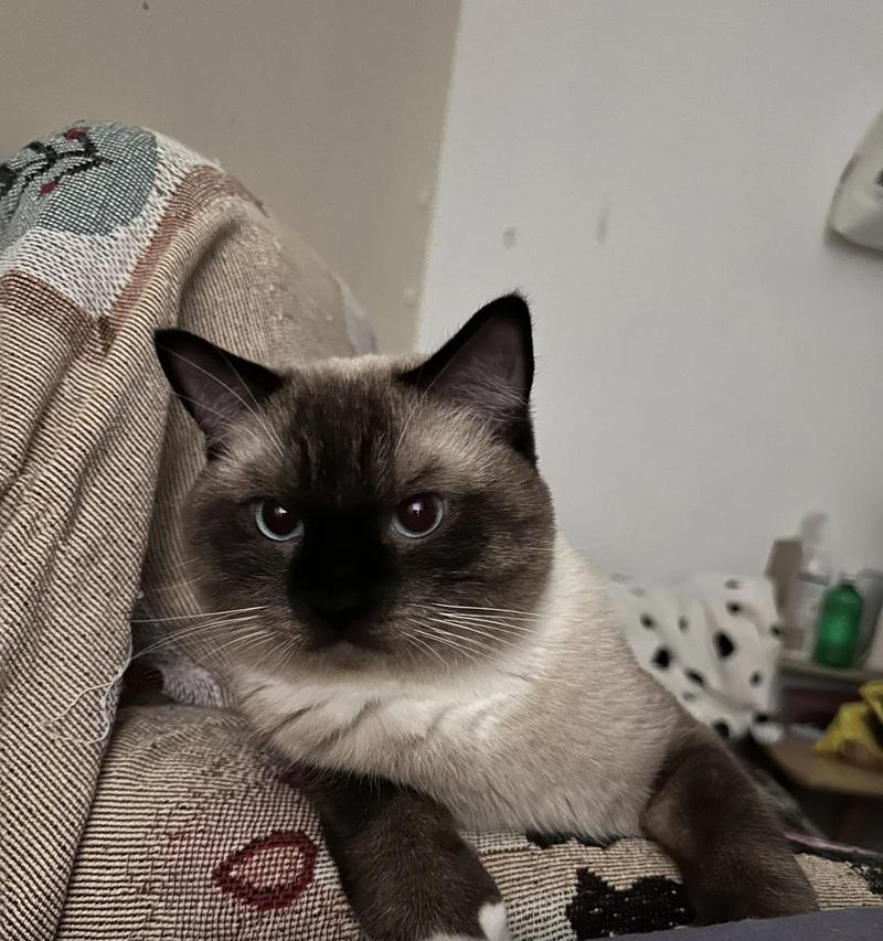 小猫突然死亡的原因解析（寻找导致小猫突然死亡的关键因素）