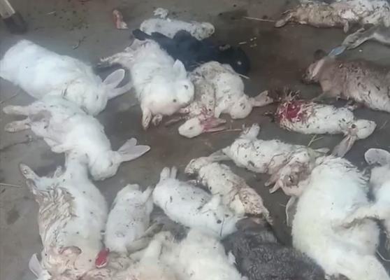 兔子的突然死亡之谜（探寻兔子死亡原因及可能影响因素）