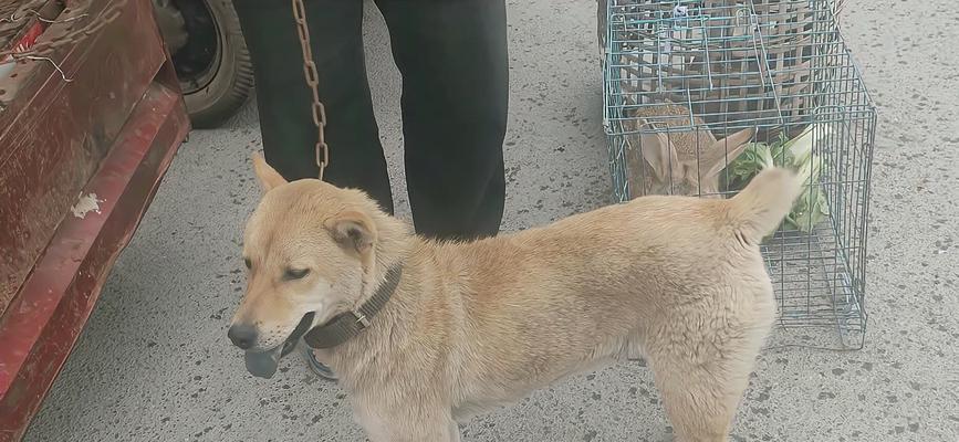 野兔猎犬（了解野兔猎犬的特点和训练技巧）