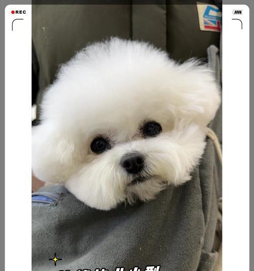 比熊犬眼睛红了，可能的原因及解决方法（探究比熊犬眼睛发红的可能原因和如何解决，保护狗狗的视力健康）