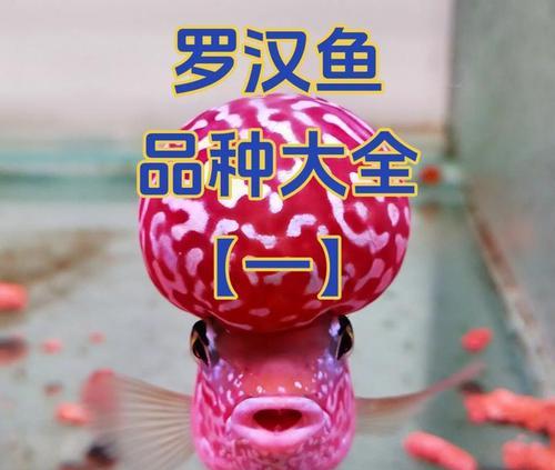 探索罗汉鱼的魅力（了解罗汉鱼的品种、养殖技巧和观赏价值）