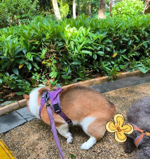 狗拉屎的颜色代表什么？（正常狗粪的颜色种类和健康指示）
