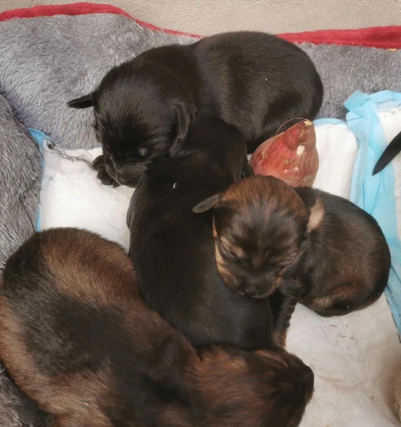 泰迪犬的繁殖之道（探讨以泰迪犬配过了公狗的重要性及影响）