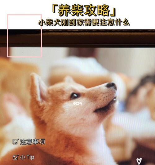狗刚配完种需要注意的事项（为宠物狗提供适当的护理和关怀）