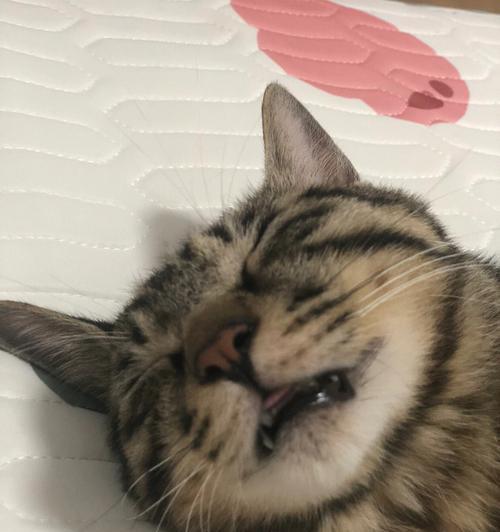 猫咪为什么会呼噜？（探究猫咪呼噜的原因及意义）