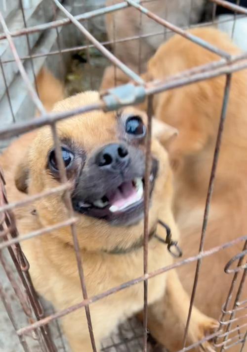犬狂犬病（狂犬病是何种疾病？如何确诊和治疗？）