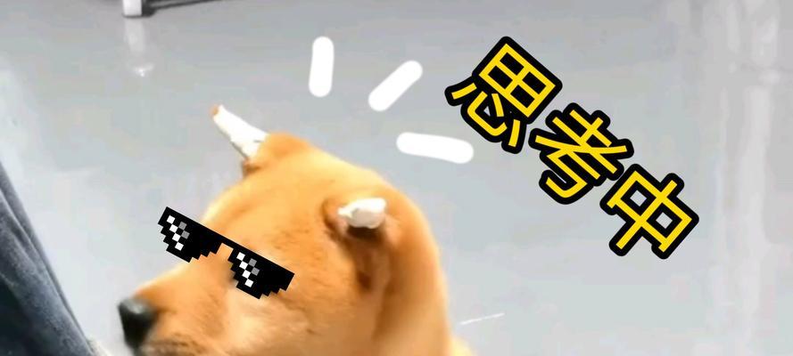 如何训练土狗成为优秀的伴侣犬（从基础训练到高级技能，让你的土狗成为训练达人）