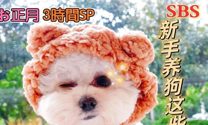 半岁幼犬的主食选择（为你的小狗提供均衡营养的饮食方案）