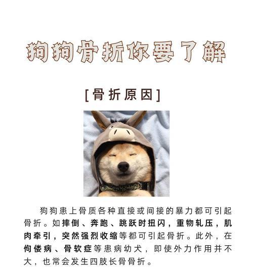 狗骨折（了解狗骨折的常见症状，及时寻求合适的治疗）