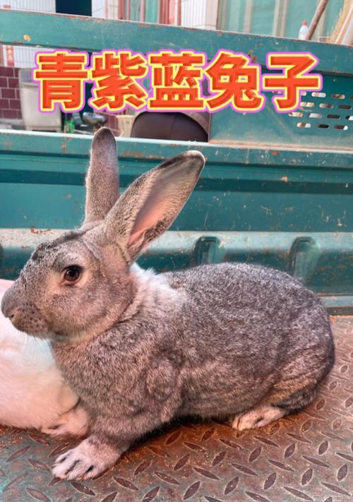 小白兔的健康饮食习惯（保持小白兔健康的秘诀）