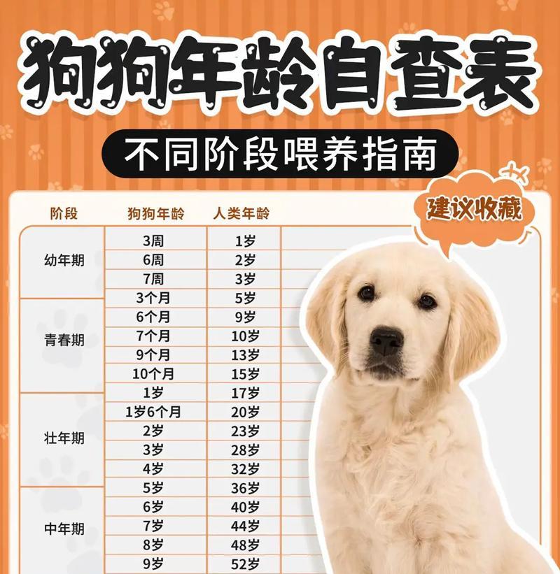 以赛季金毛的训练对犬只和主人带来的好处（以赛季金毛训练的重要性及其带来的益处）