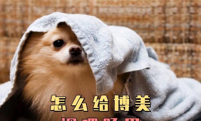 了解博美肠胃不好的症状与治疗方法（博美犬常见的肠胃问题及应对策略）
