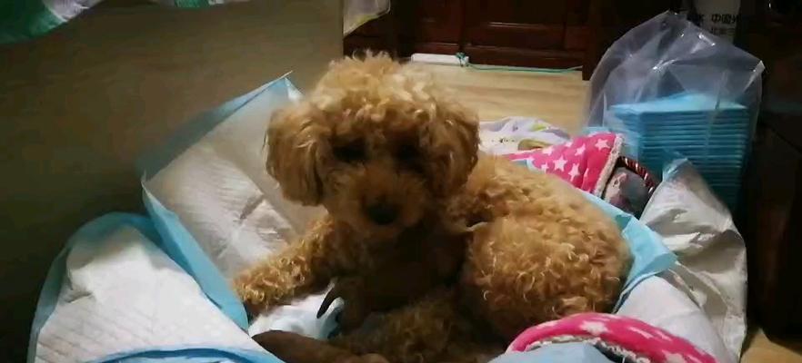 泰迪狗月子饮食指南（以牛奶为主的合理饮食保障泰迪狗宝宝健康成长）