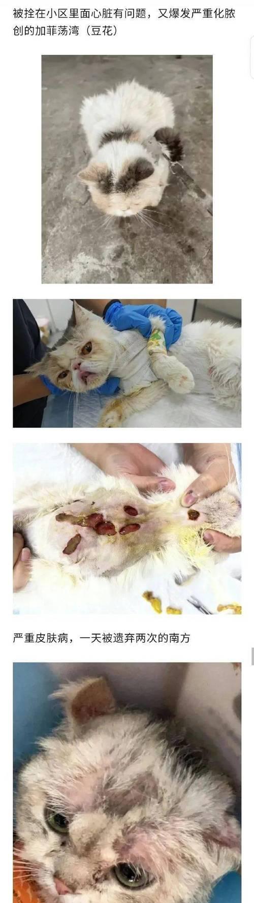 布偶猫常见疾病揭秘（探索布偶猫疾病及预防措施）