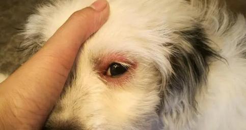 狗狗流眼泪的原因及处理方法（探究狗狗眼泪的真相，为它们提供正确的护理与关爱）