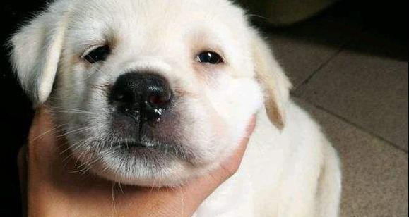 揭秘犬瘟（了解犬瘟病毒的特征与预防方法）