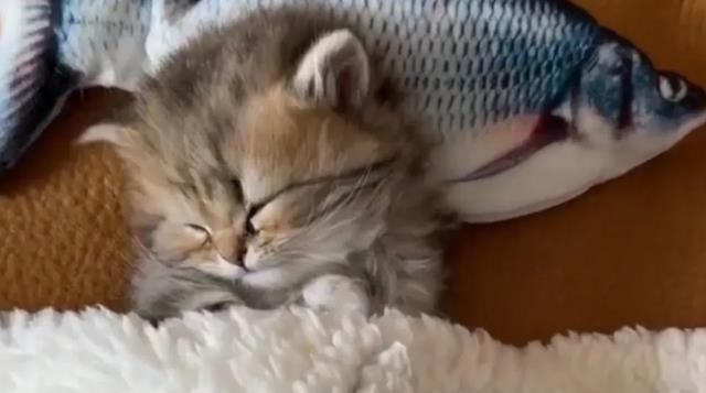 猫咪睡在枕头旁的意义（探究猫咪喜欢睡在枕头旁边的原因及心理需求）