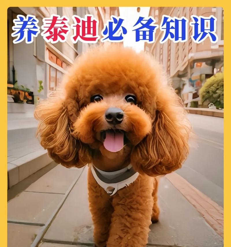 小泰迪为什么会晃脑袋抖身体？（探究小泰迪晃脑袋抖身体的原因及其影响）