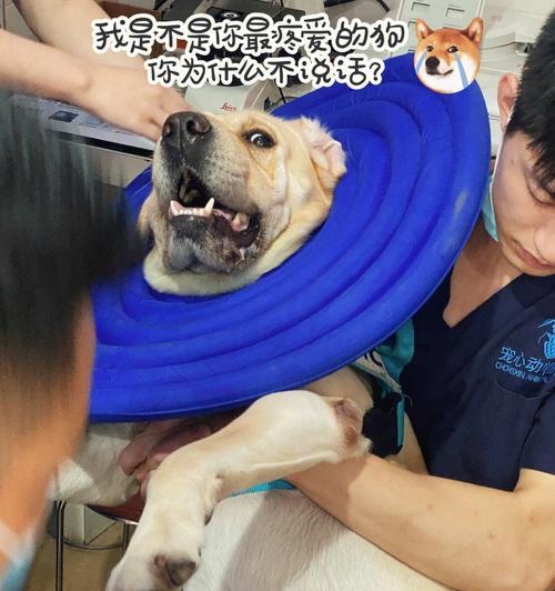 狗绝育手术后拆线时间及注意事项（拆线时间、拆线方法和拆线后的护理）