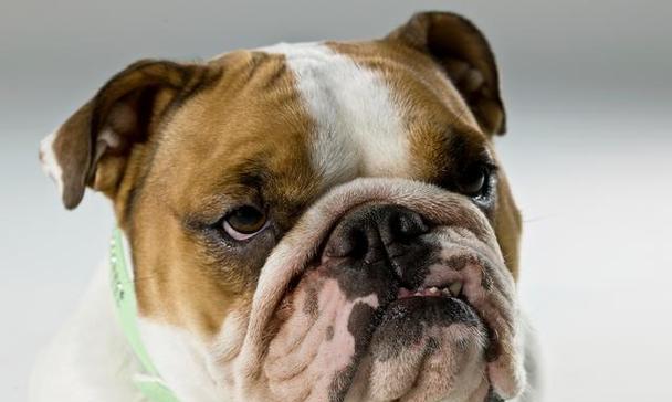 八哥犬常见疾病解析（了解八哥犬的常见病症及预防措施）