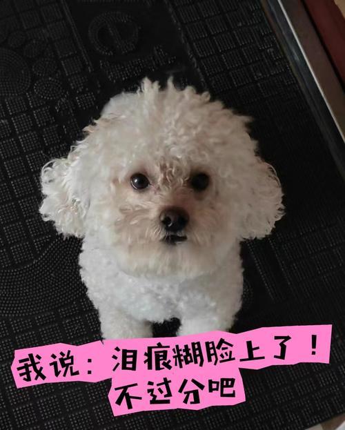比熊宝宝没泪痕的秘密解析（揭秘比熊宝宝无泪痕的原因及解决办法）