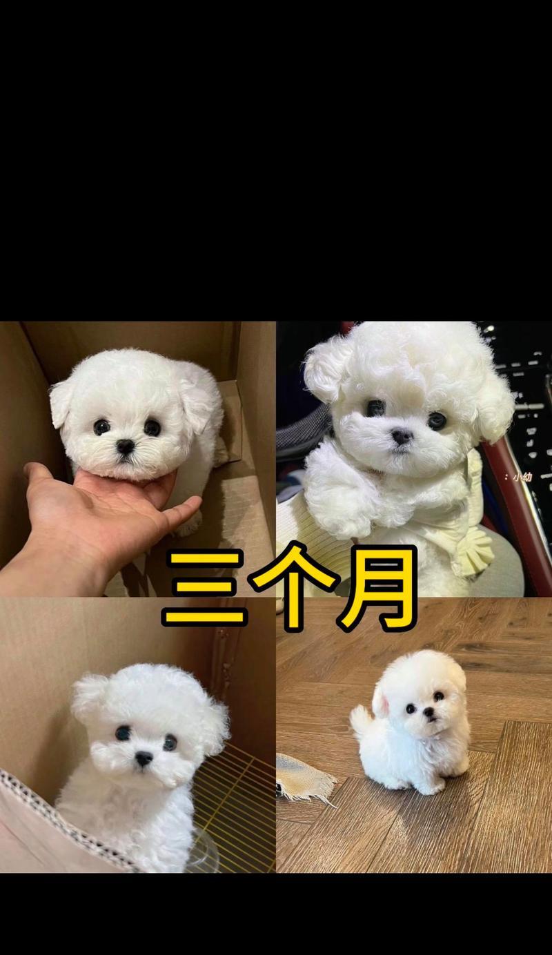 选择适合一个月大比熊的主题颜色（为宝宝比熊打造美丽的毛色）
