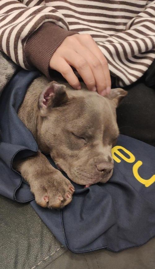 剪尾巴对于恶霸犬的重要性（为什么恶霸犬需要剪尾巴？剪尾巴的最佳时机）