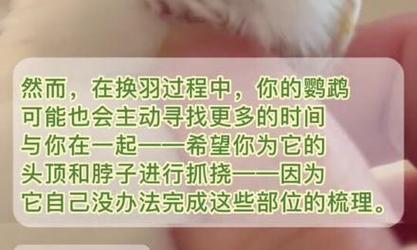 鹦鹉繁殖的注意事项（保证繁殖成功的关键要素）