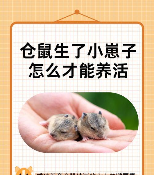 探究仓鼠寿命长的原因（以黄金仓鼠为例，解析其寿命长的关键因素）