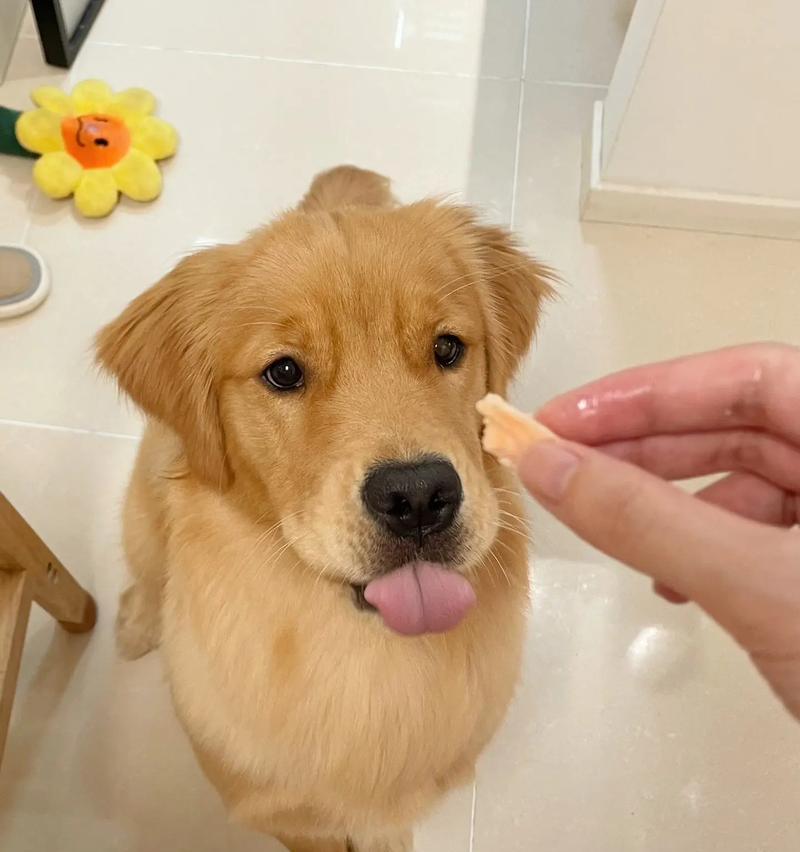 金毛狗狗的健康饮食指南（探索最佳营养方案，让你的金毛宠物更健康）