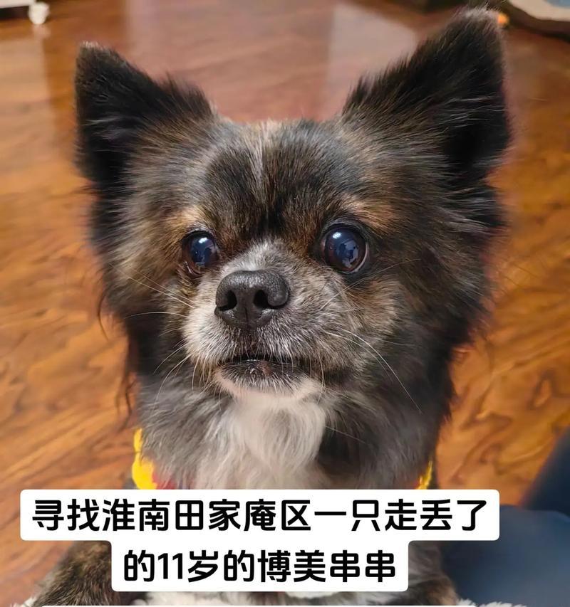小奶狗的饮食需求（关注小奶狗的营养需求，让你的宠物健康成长）
