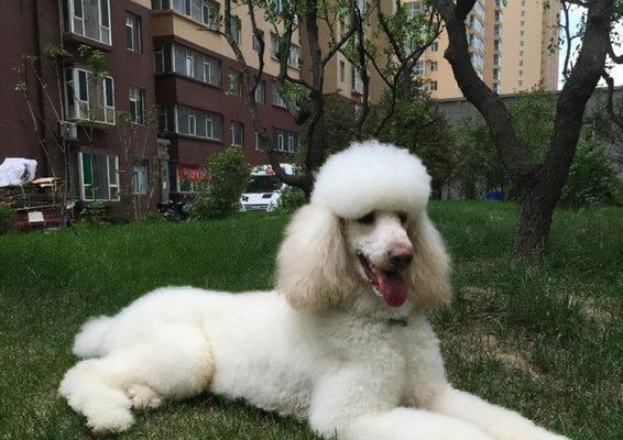 贵宾狗——优雅与高贵的宠物伴侣（探索贵宾狗的外貌特征、性格特点及养护要点）