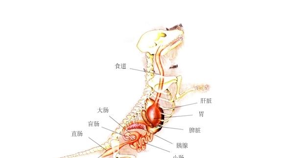 狗便秘的原因及解决方法（揭秘狗狗便秘的主要原因以及如何帮助它们排便畅通）