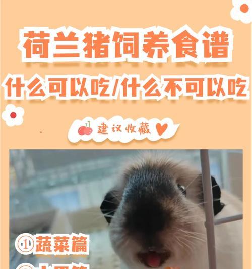 以荷兰猪喂什么？（合理饮食保持荷兰猪的健康。）