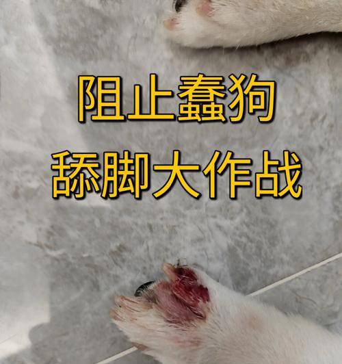 狗脚趾炎（探究狗脚趾炎的症状、病因及有效治疗方法）